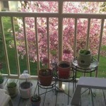 Steeplechase-Spring Cleaning-2014-Balcony Patio-Contest-4
