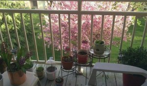 Steeplechase-Spring Cleaning-2014-Balcony Patio-Contest-4