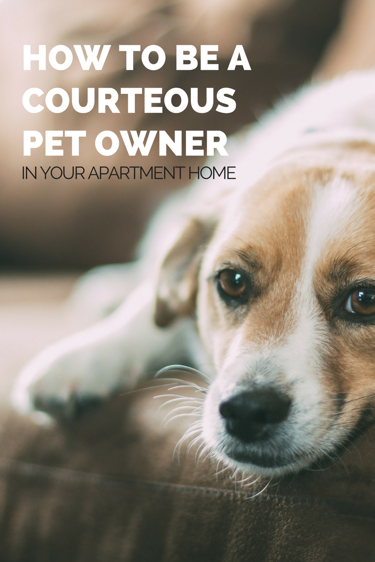 how to be a courteous pet owner in your apartment