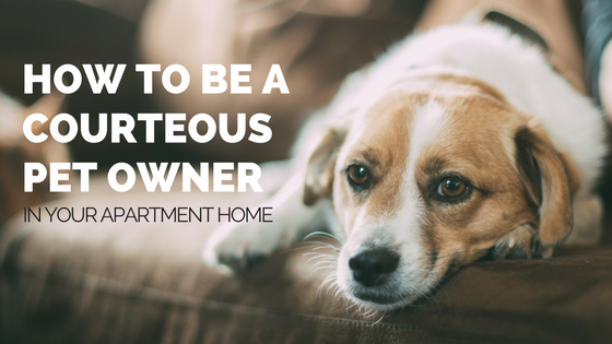 How to be a courteous pet owner in your apartment
