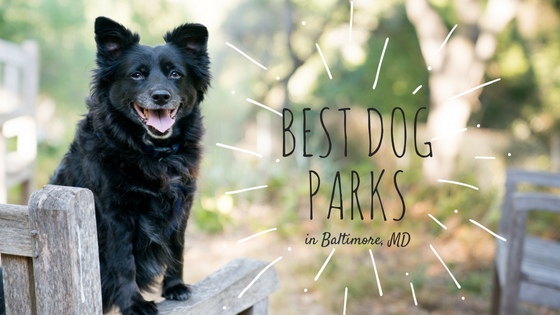 Best Dog Parks in Baltimore, MD