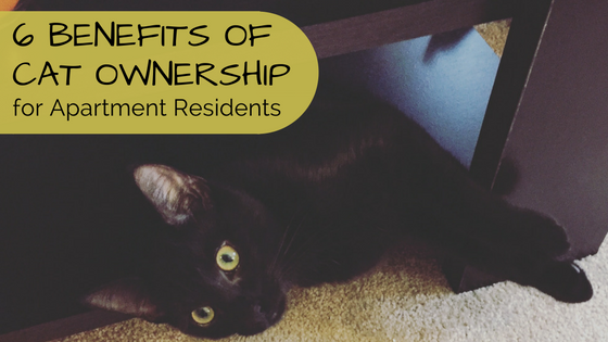 6 benefits of cat ownership for apartment residents