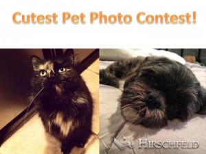 cockeysville_apartments_cutest_pet_photo_contest_hirschfeld_apartment_homes