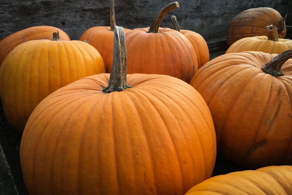 pumpkin picking