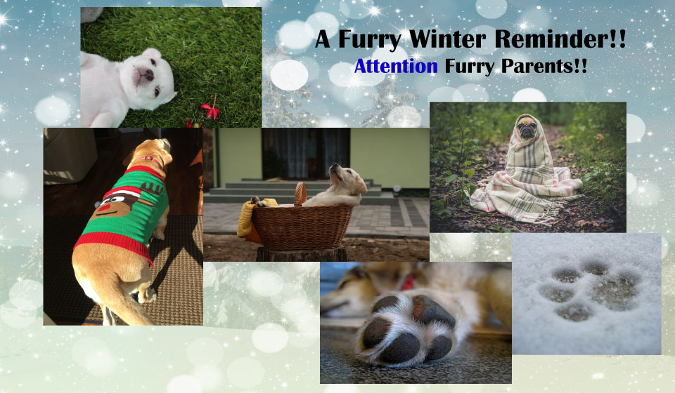 Tips to Keep Your Pet Healthy in the Winter