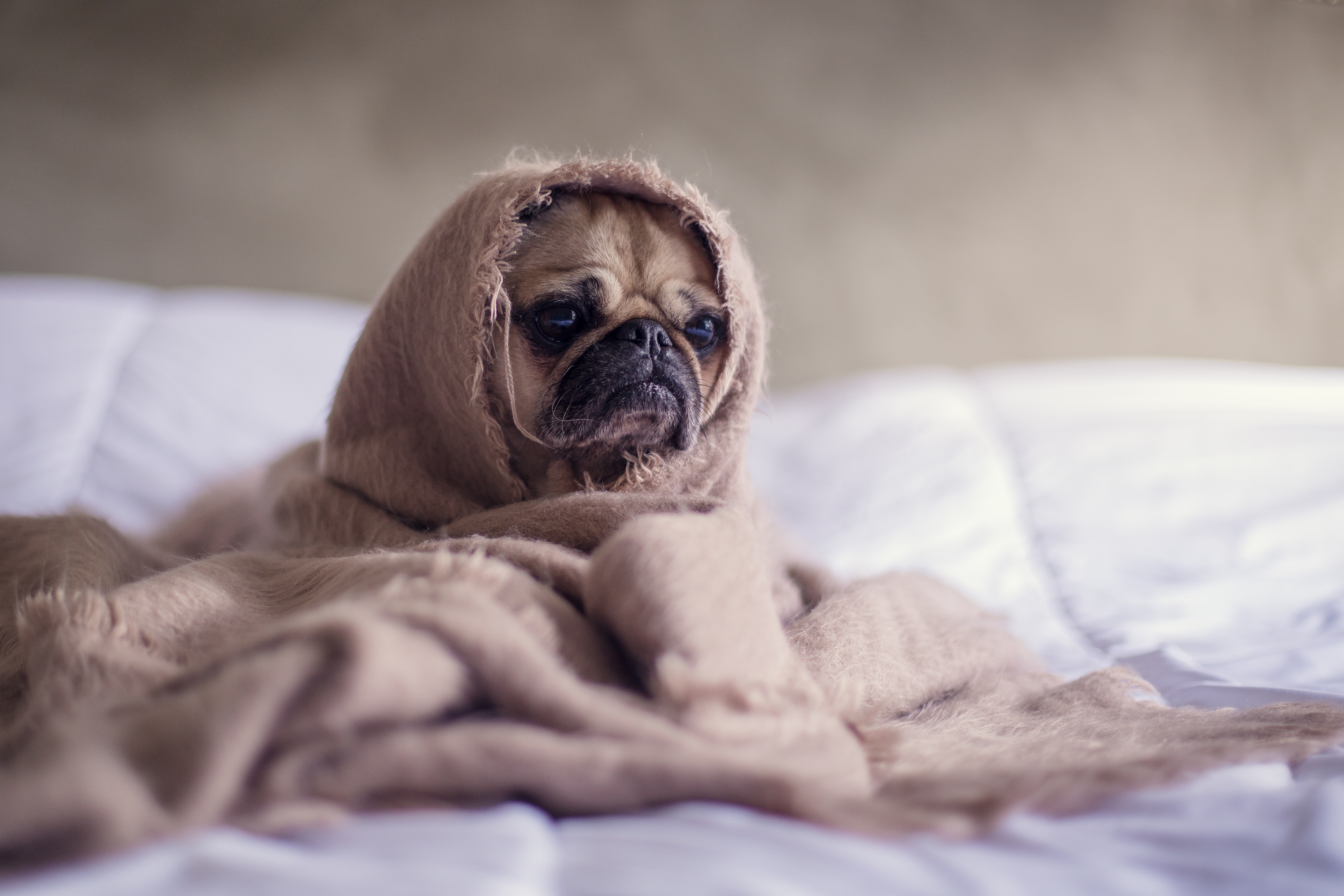 puppy wrapped in a blanket