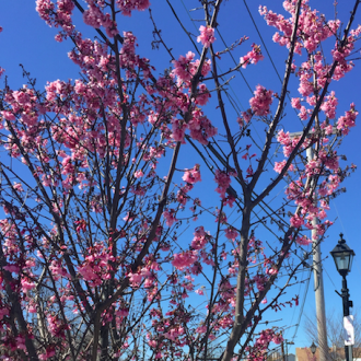 nature_10_things_to_love_spring_baltimore