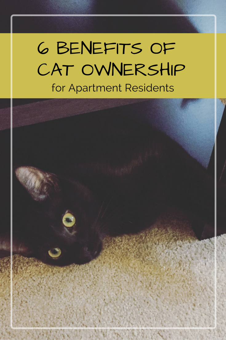 6-benefits-of-cat-ownership-pinterest | Hirschfeld