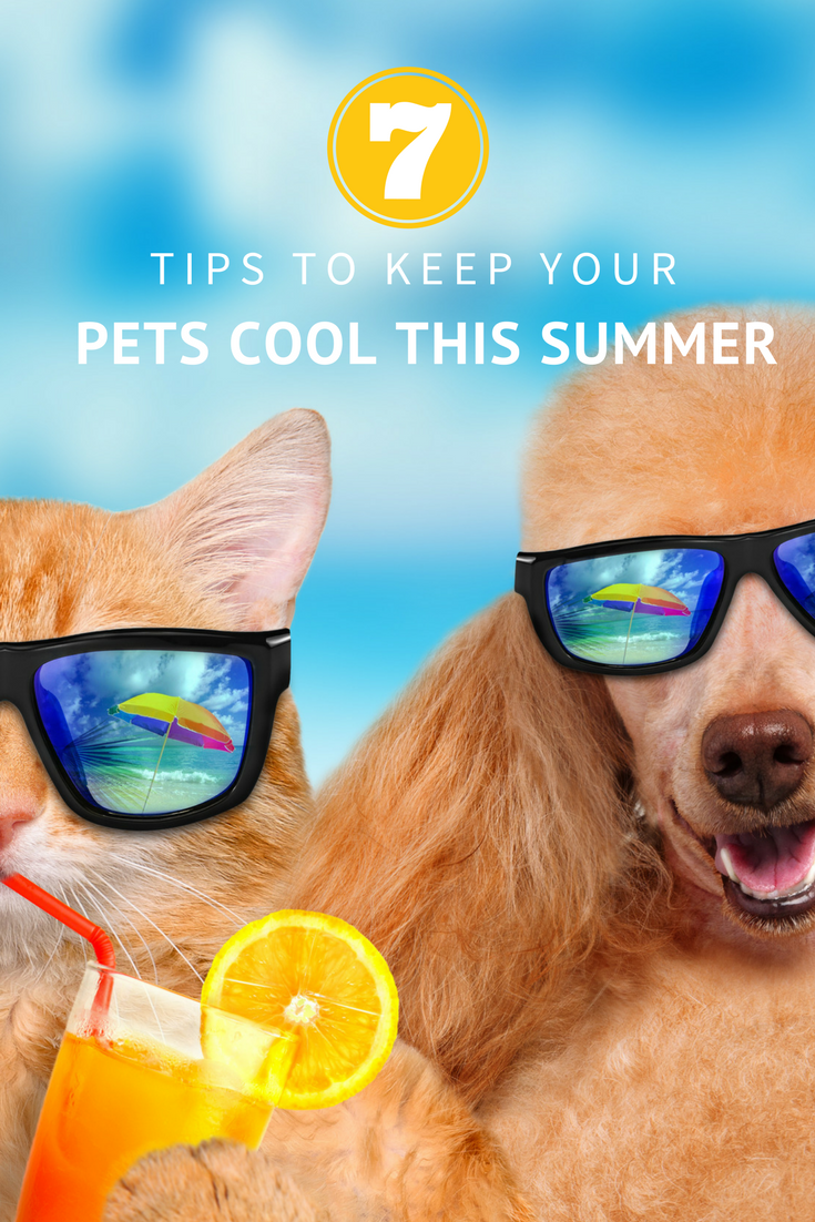 seven tips to keep your pets cool this summer