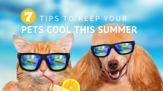 seven tips to keep your pets cool this summer