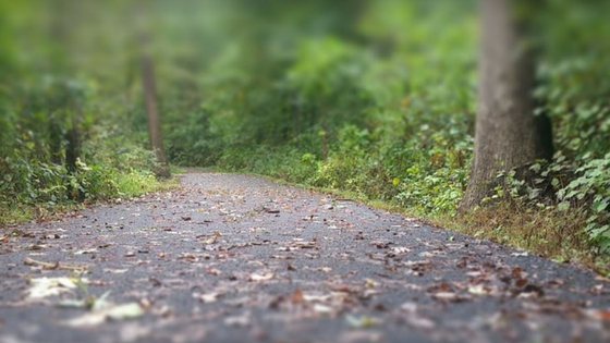 scenic path view of high ridge laurel maryland park in the fall