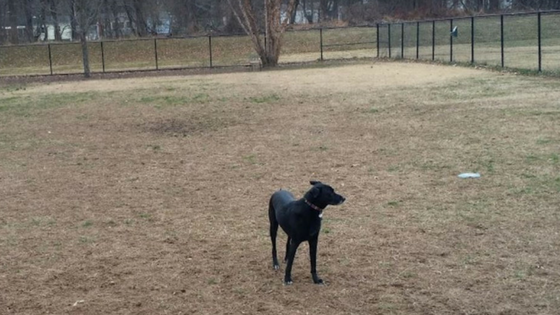 black dog with collar standing in empty fenced field at collage park maryland