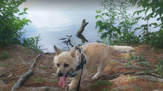 dog on a leash standing in front of water granville gude park laurel maryland