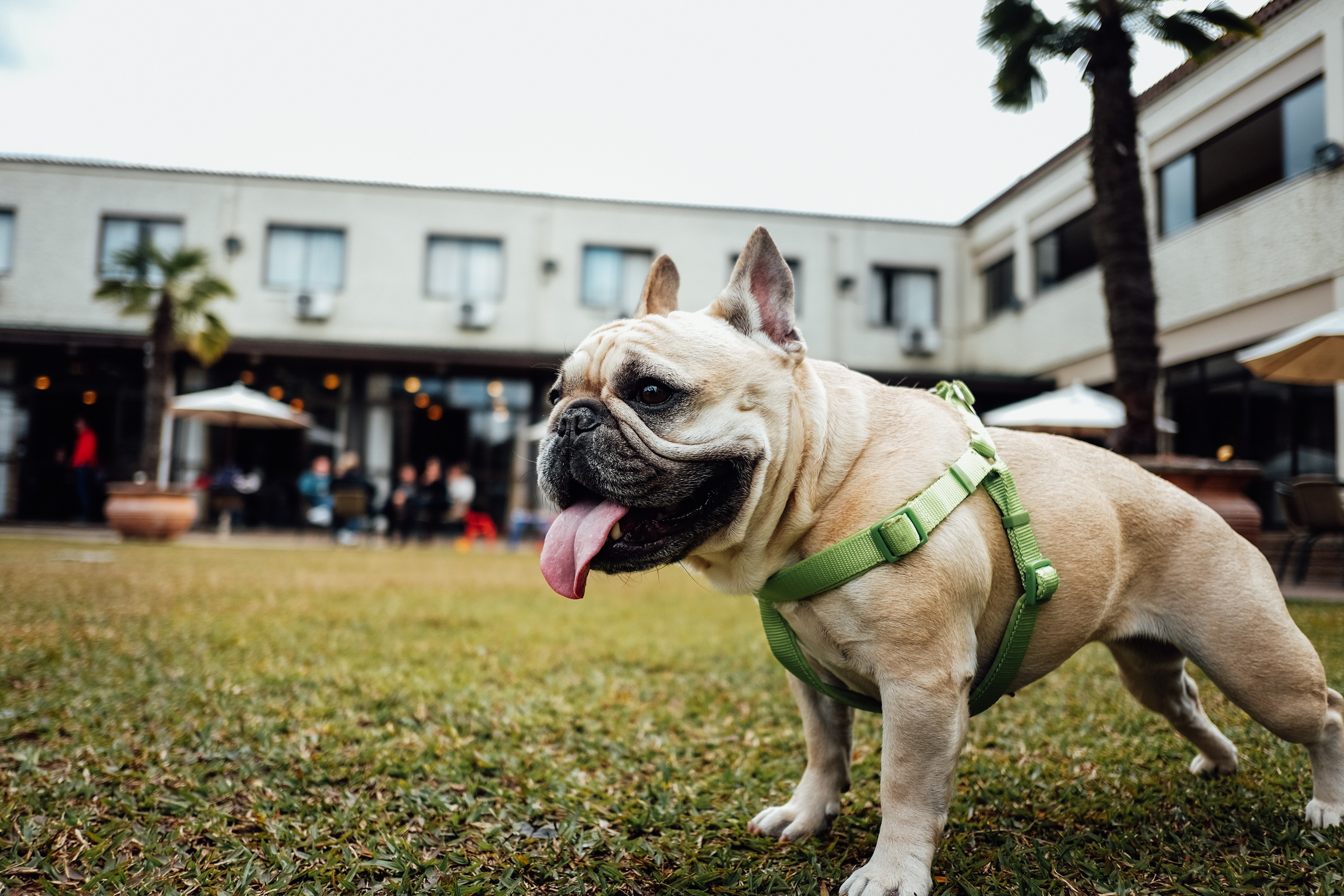 dog outside panting