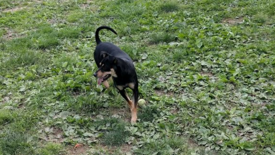 dog panting in the grass leo e wilson community park laurel maryalnd