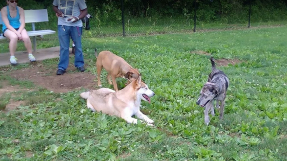 3 dogs and owners at maryland city park laurel maryland