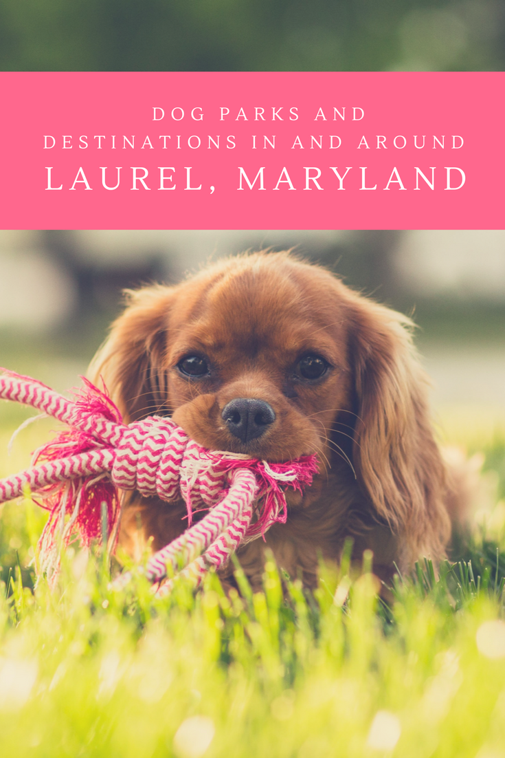 dog parks and destinations in and around laurel maryland