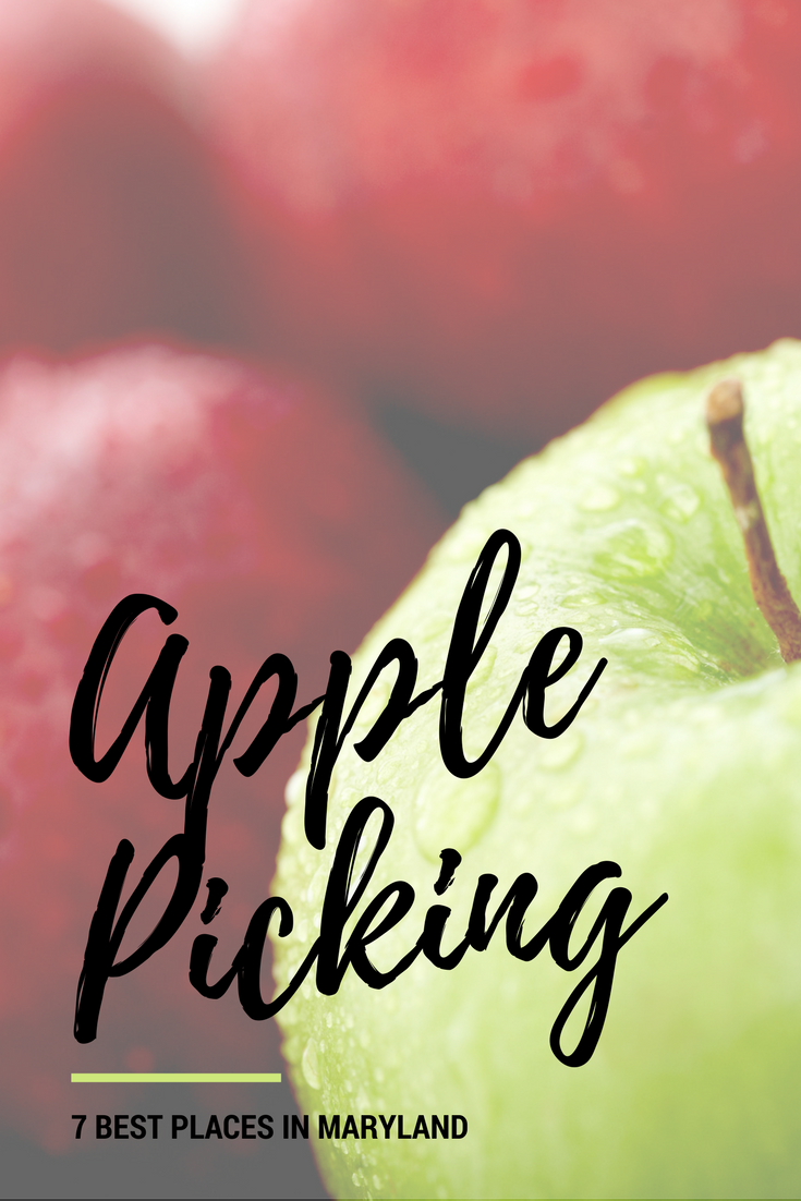 apple picking 7 best places in maryland