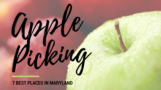 apple picking seven best places in maryland