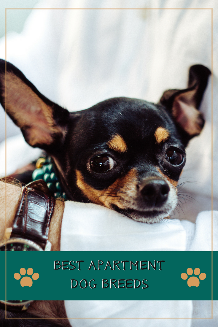 apartment dog weight limit