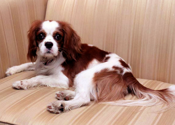 best apartment dog breeds cavalier king charles spaniel 