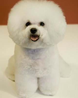 best apartment dog breeds bichon frise