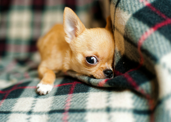 best apartment dog breed chihuahua 