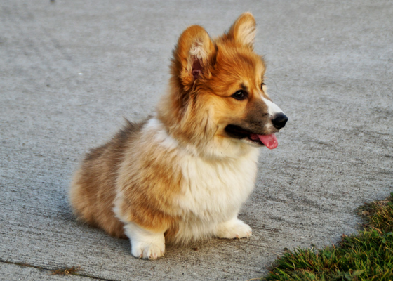 best apartment dog breeds corgi