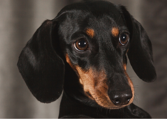 best apartment dog breeds dachshund 