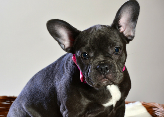 best apartment dog breeds french bulldog