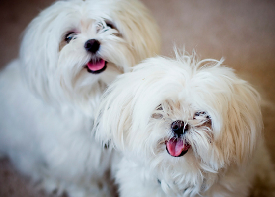 best apartment dog breeds maltese