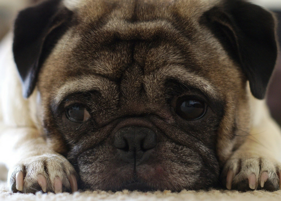 best apartment dog breeds pug