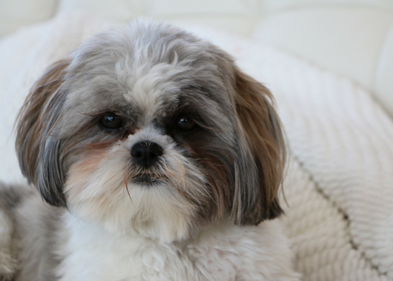 best apartment dog breeds shih tzu