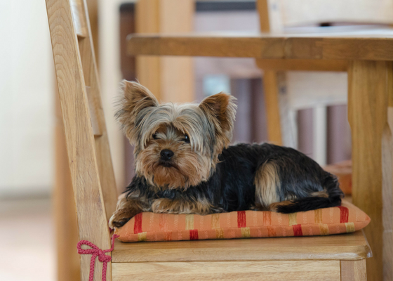 yorkshire terrier apartment