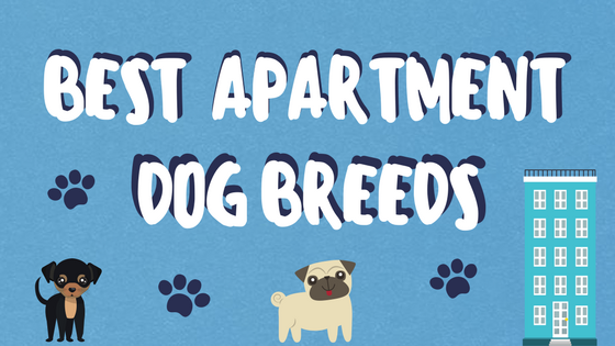 best apartment dog breeds