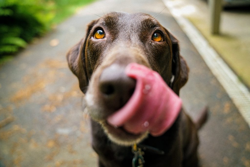 brown dog with his tongue out 