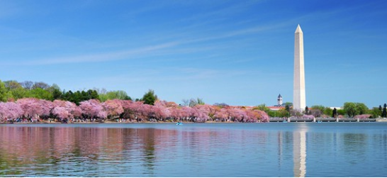 National Cheery Blossom Festival Washington DC