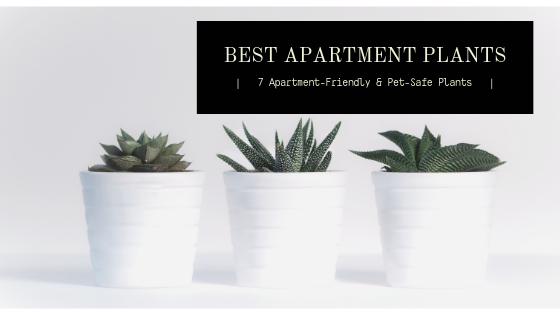 best apartment plants 7 apartment-friendly and pet-safe plants