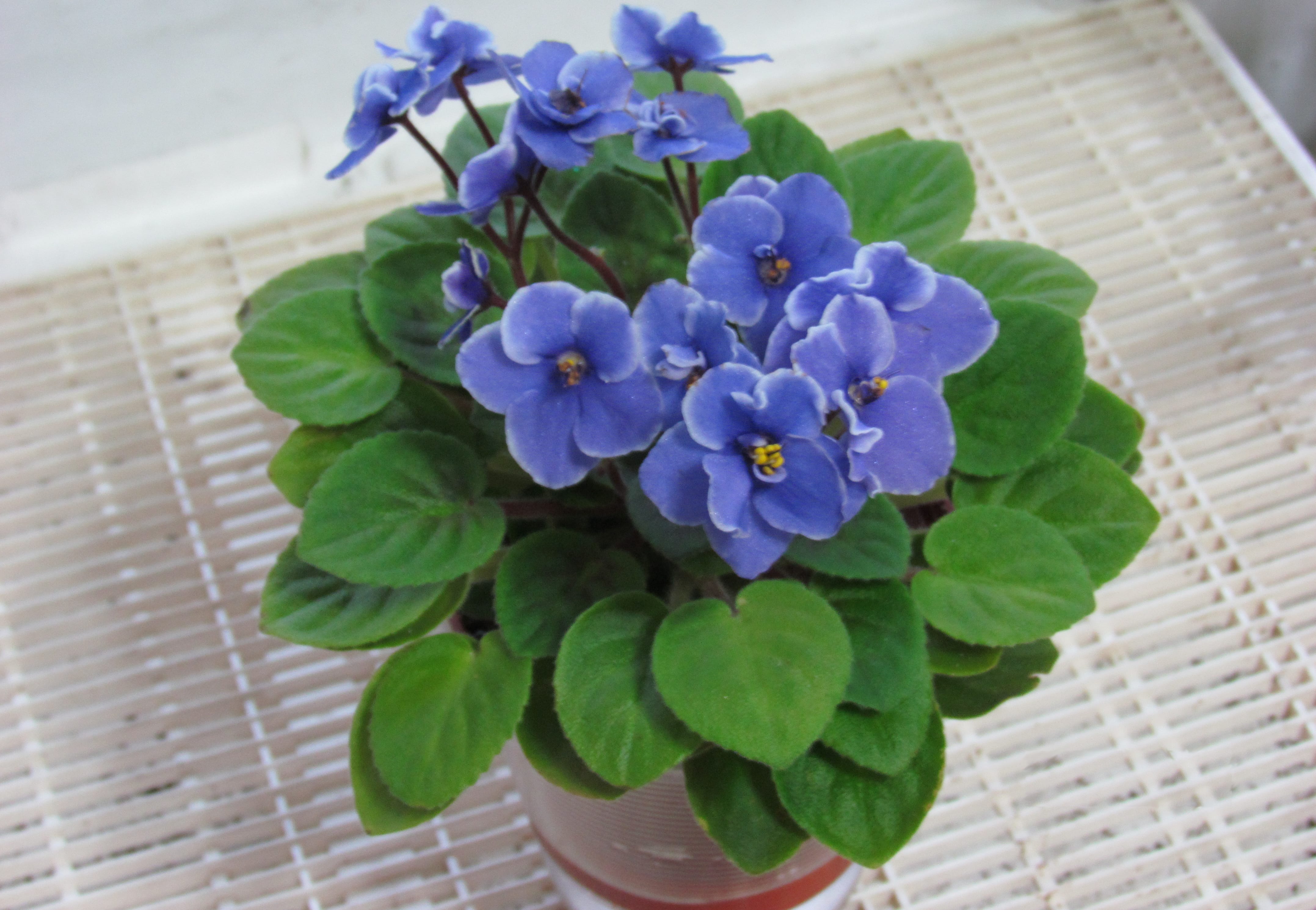 african violet