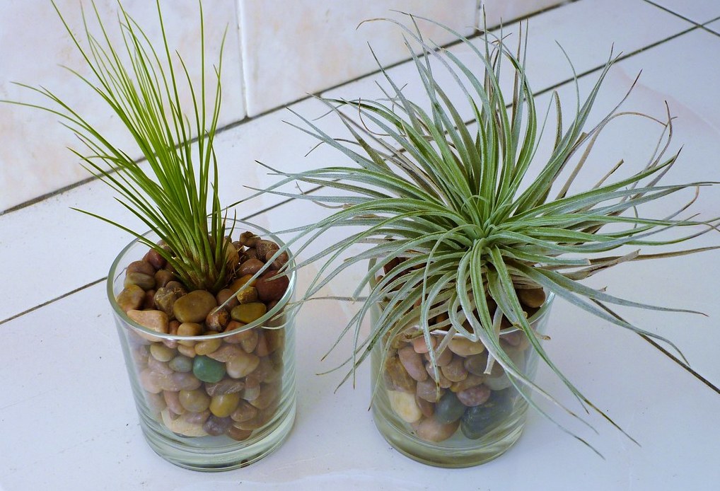 air plants