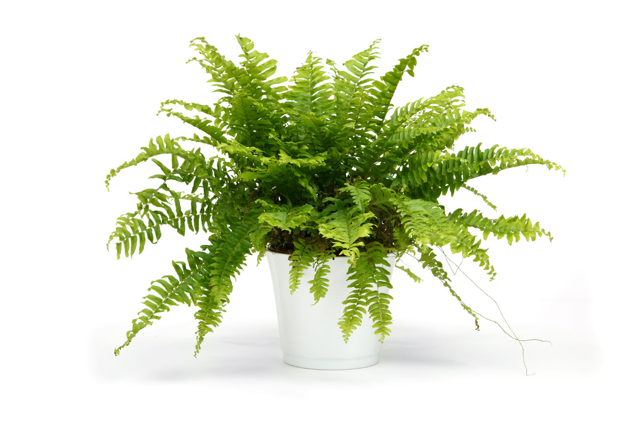 boston fern