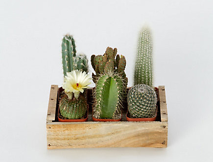 mini cacti plants