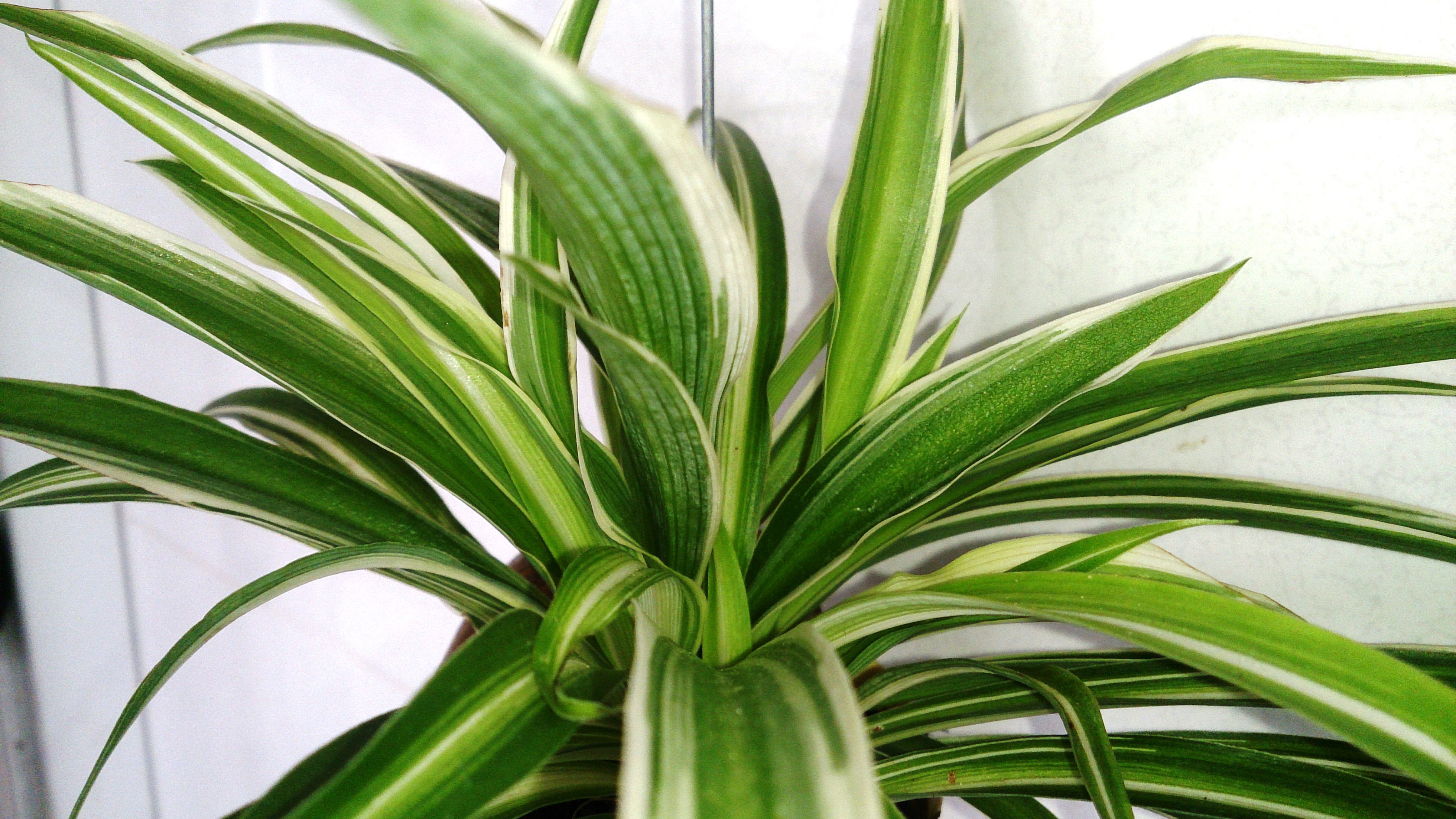 Best Apartment Plants Spider Plant Hirschfeld,Covered Outdoor Kitchen Cost